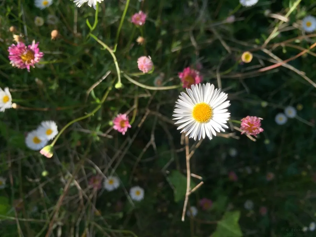 Wildflowers-Devon-038.jpg