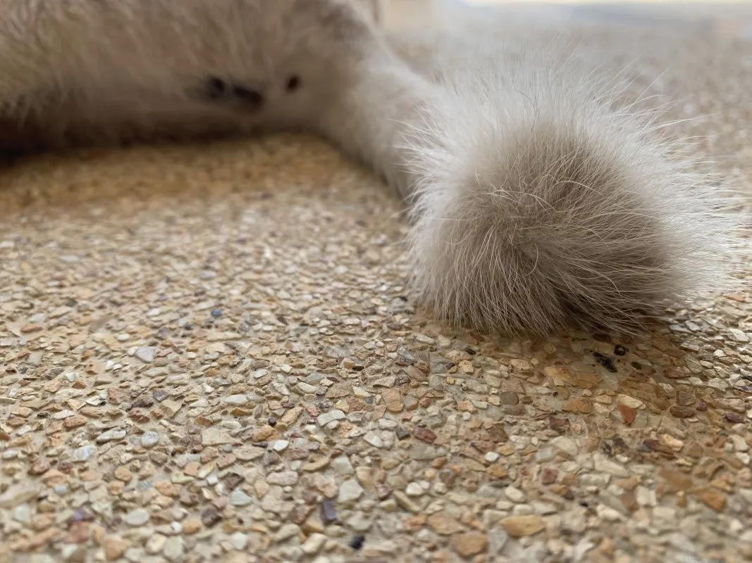 6-month-old-kittens-018.jpg