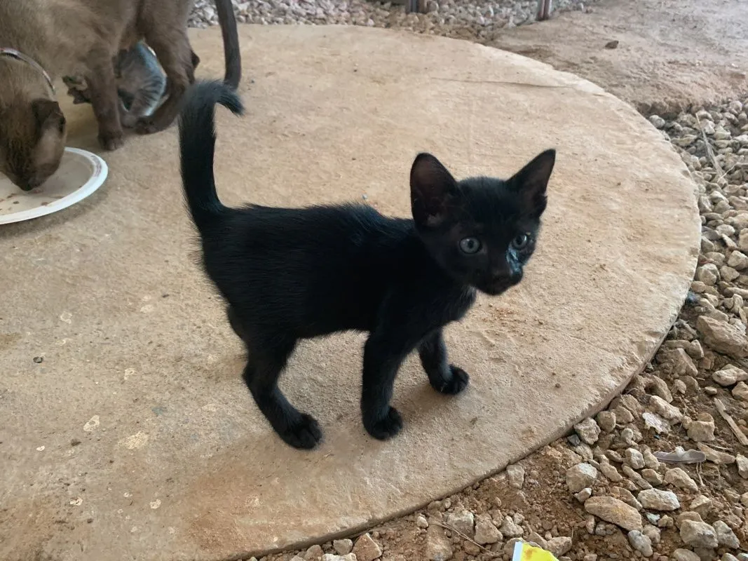 6-month-old-kittens-011.jpg