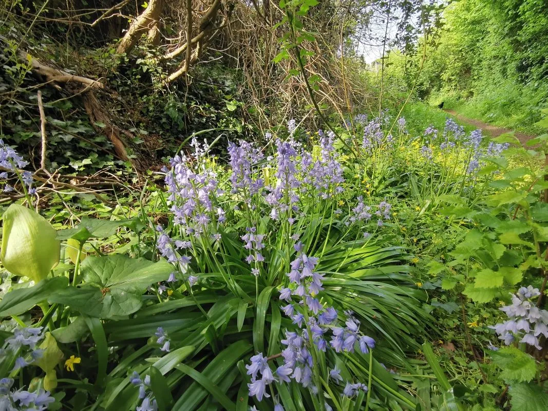 Wildflowers-Devon-029.jpg