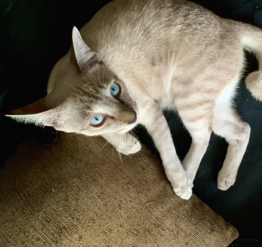 6-month-old-kittens-035.jpg