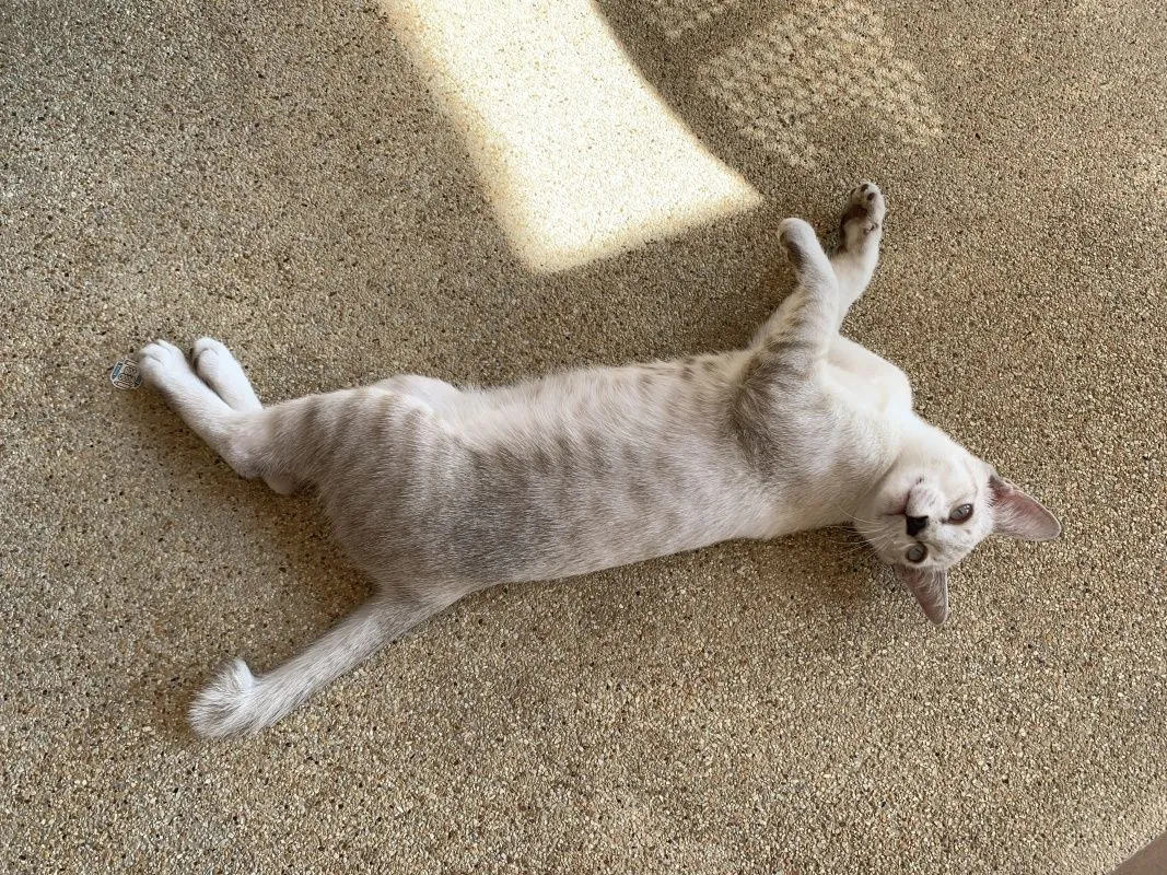 6-month-old-kittens-017.jpg