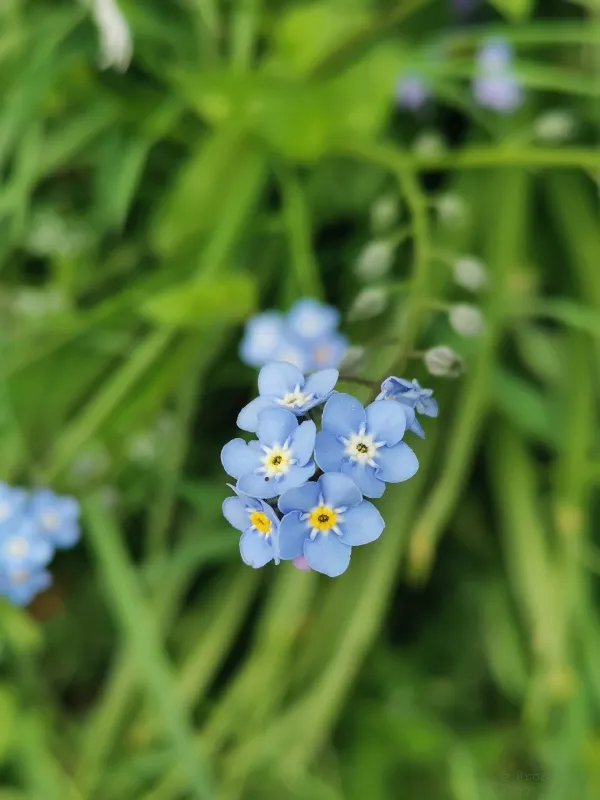 Wildflowers-Devon-033.jpg