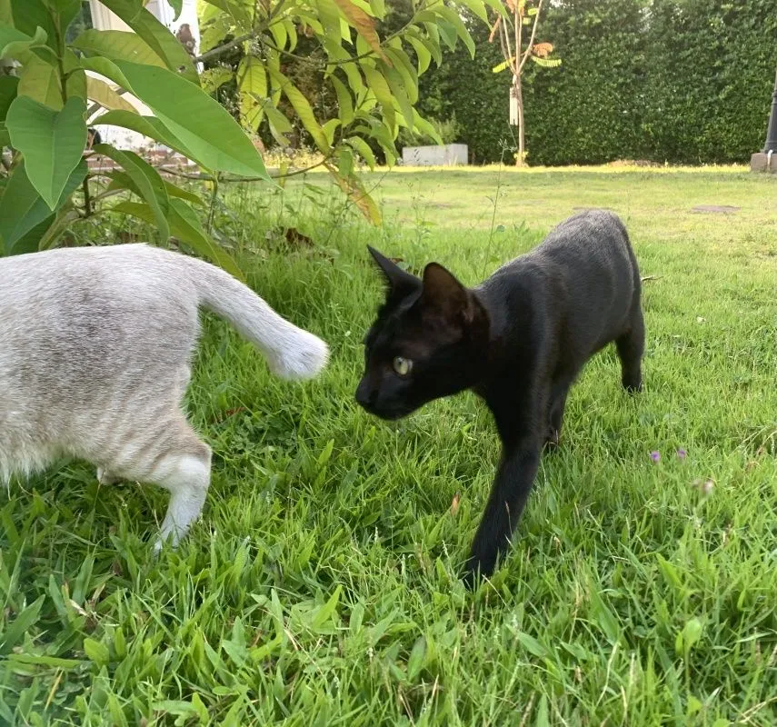 6-month-old-kittens-037.jpg