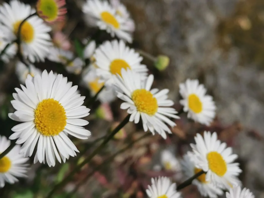 Wildflowers-Devon-026.jpg