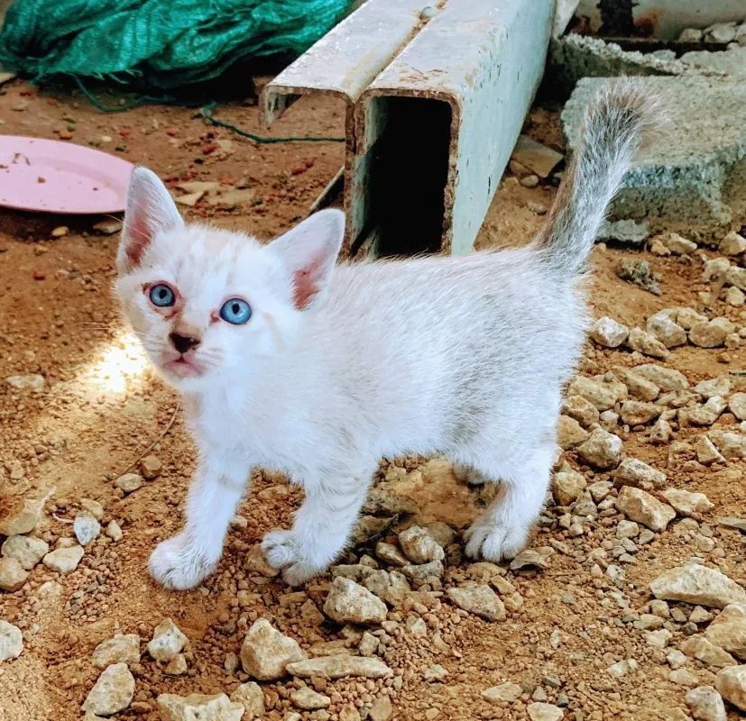 6-month-old-kittens-012.jpg
