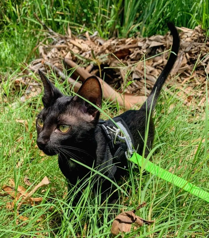 6-month-old-kittens-014.jpg