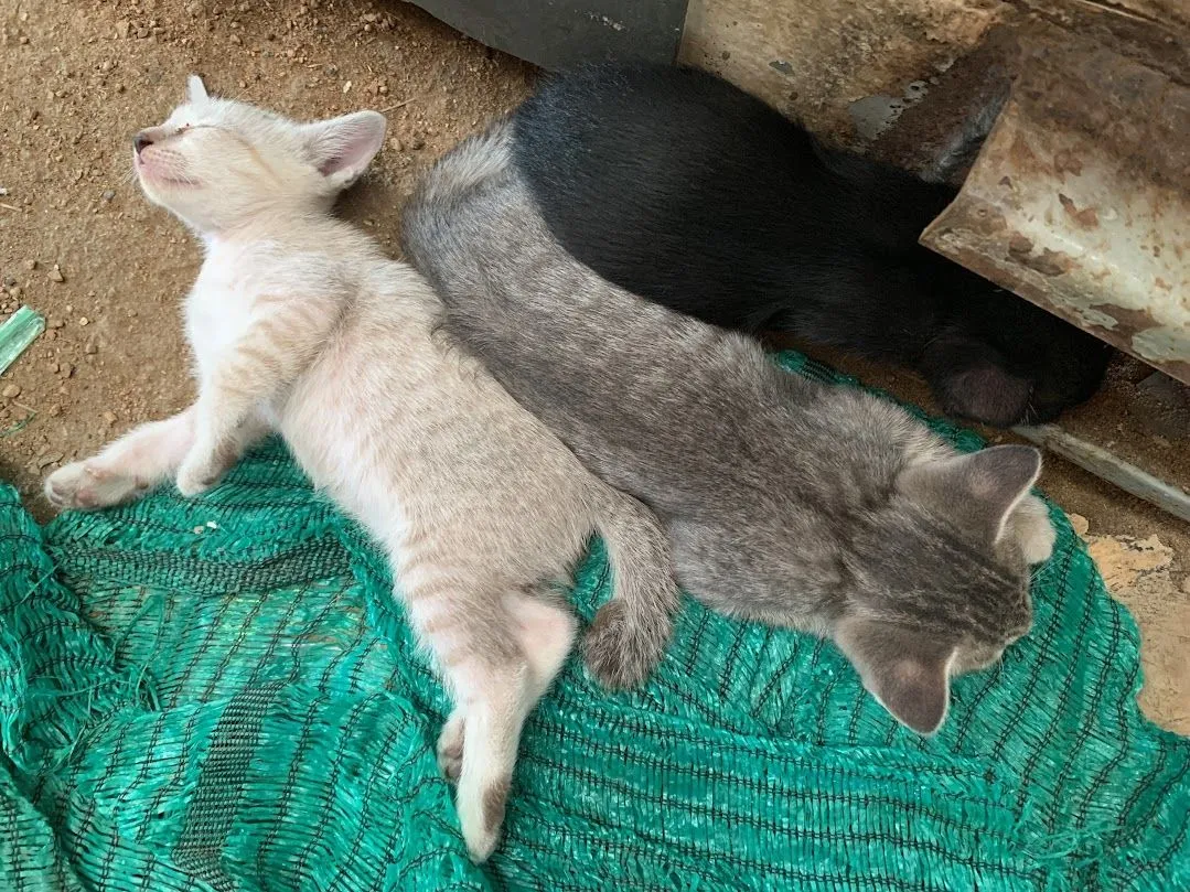 Cats-Nov-2022-n020.jpg