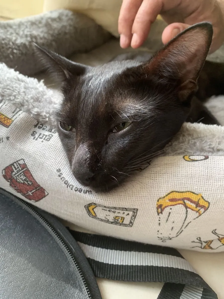 Cats-Nov-2022-n014.jpg