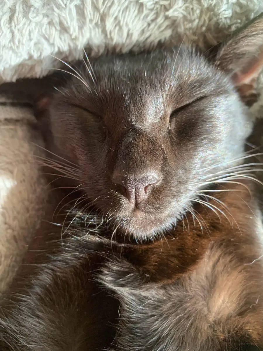 Cats-Nov-2022-n013.jpg