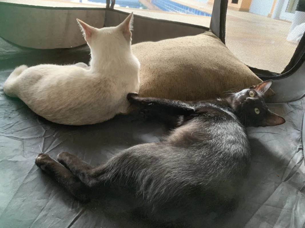 6-month-old-kittens-027.jpg