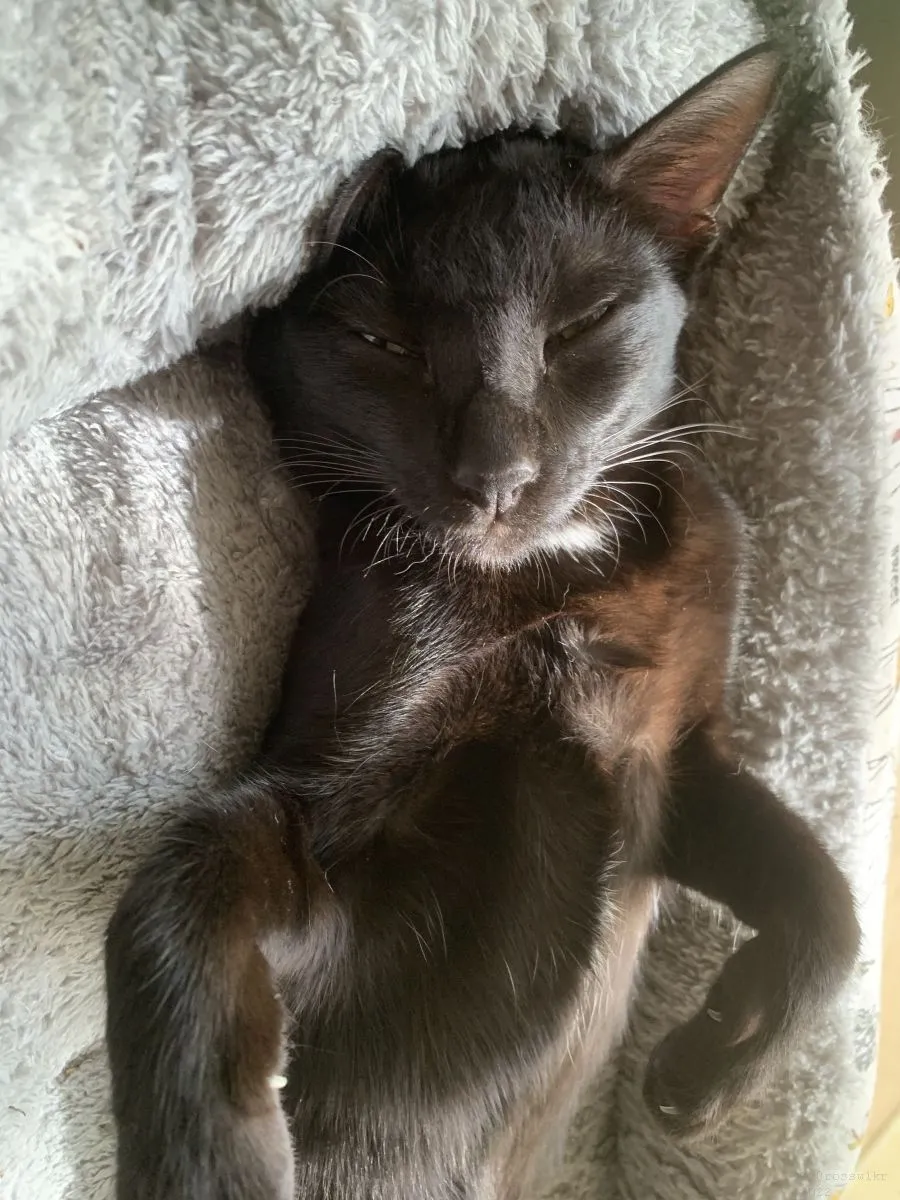 Cats-Nov-2022-n012.jpg