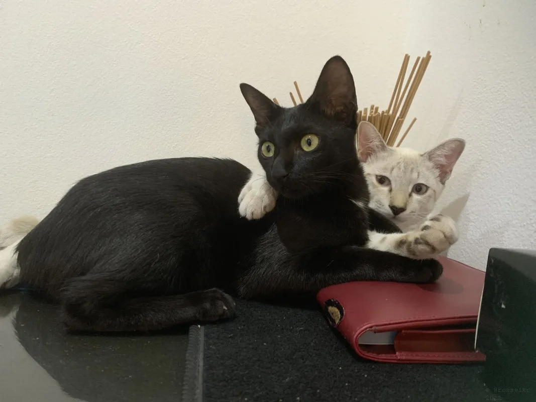 6-month-old-kittens-029.jpg