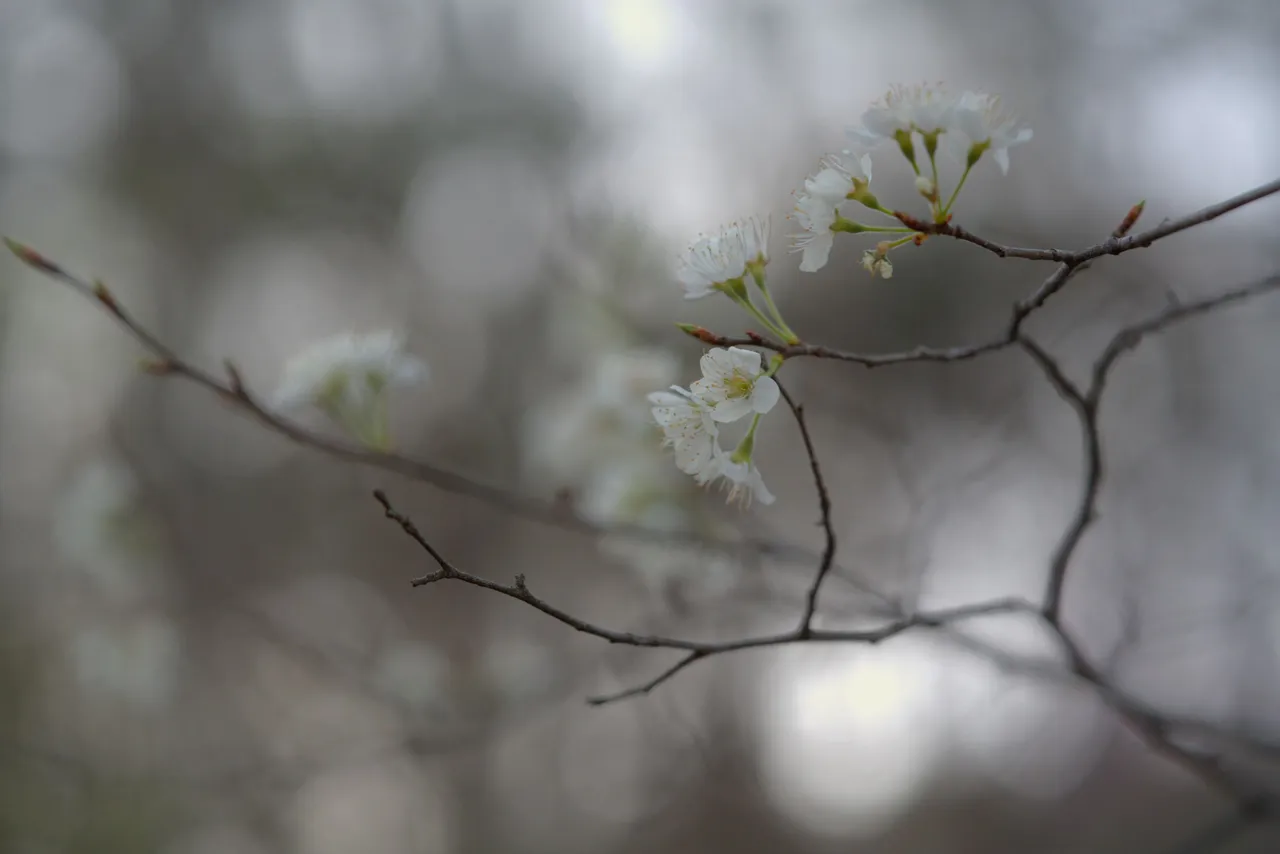 A7_00523.JPG