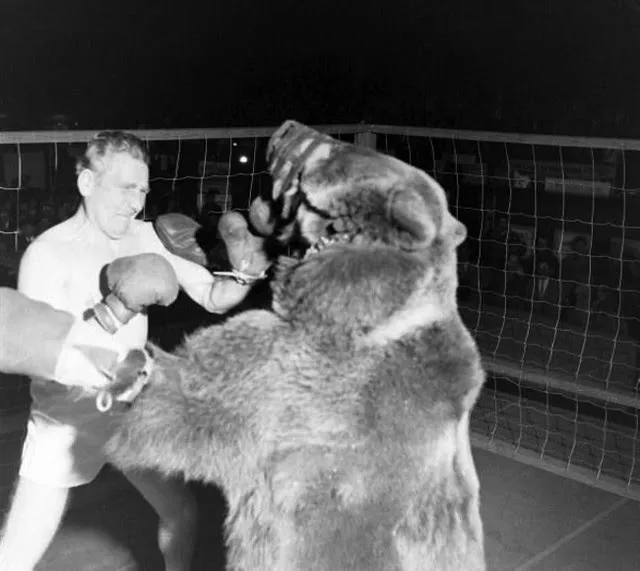 1507716726644-bear2.jpeg