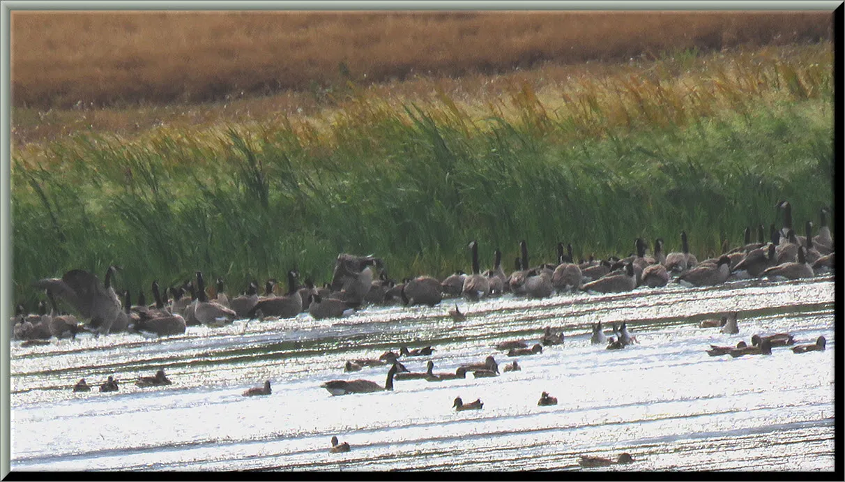 far side of pond geese reating at edge 2 stretching wings.JPG