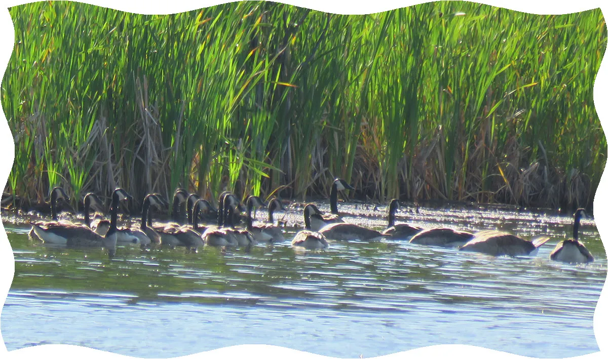 momma goose taking mature goslings to shore in v formation.JPG