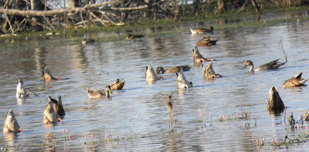 group of ducks bottom up 2 grey ducks swimming among them.JPG