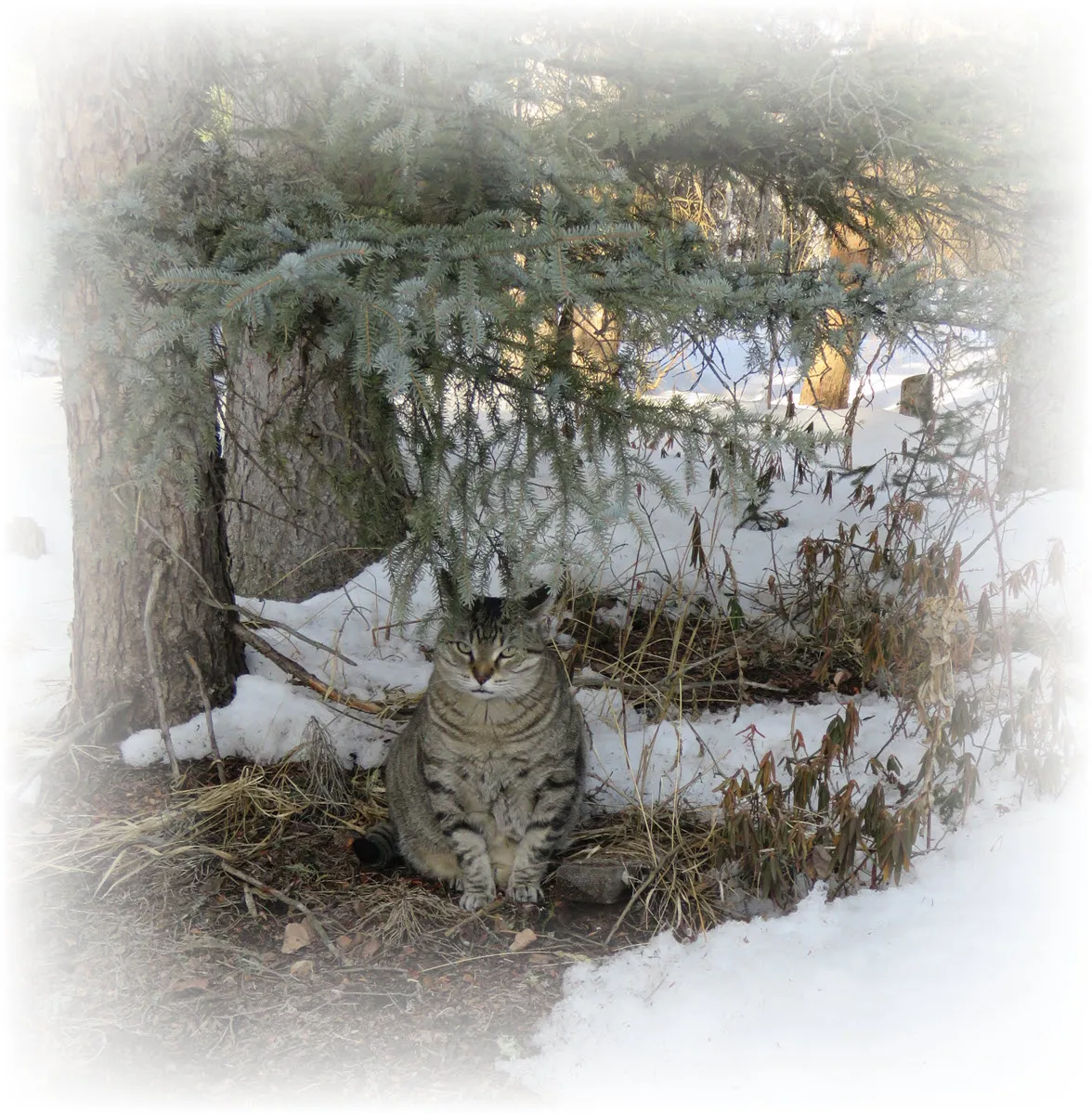 JJ sitting in a bare patch of eath under the spruce tree.JPG
