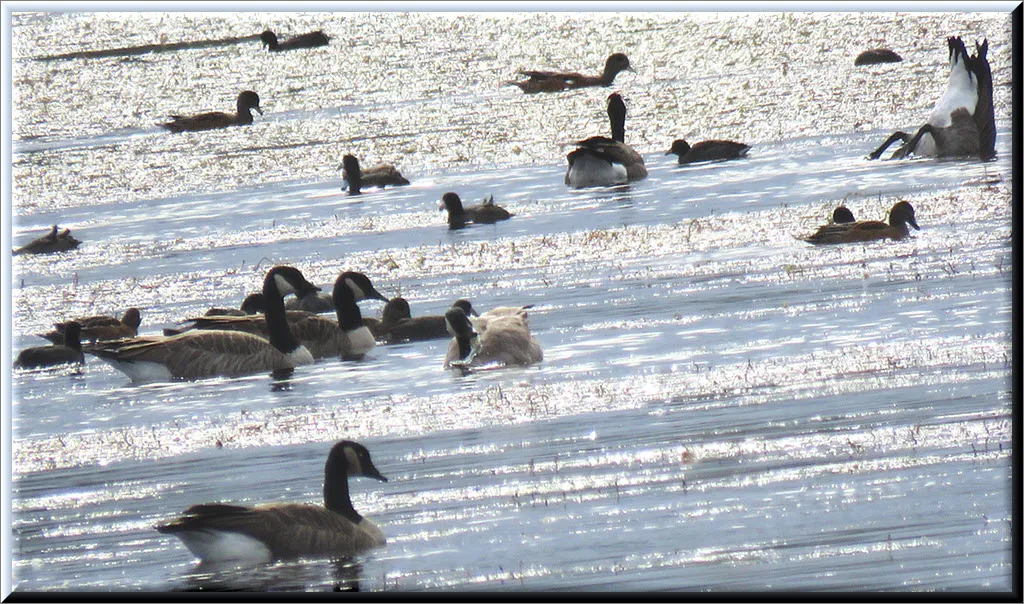 Canada Geese and coots on pond 1 goose bottoms up feeding.JPG