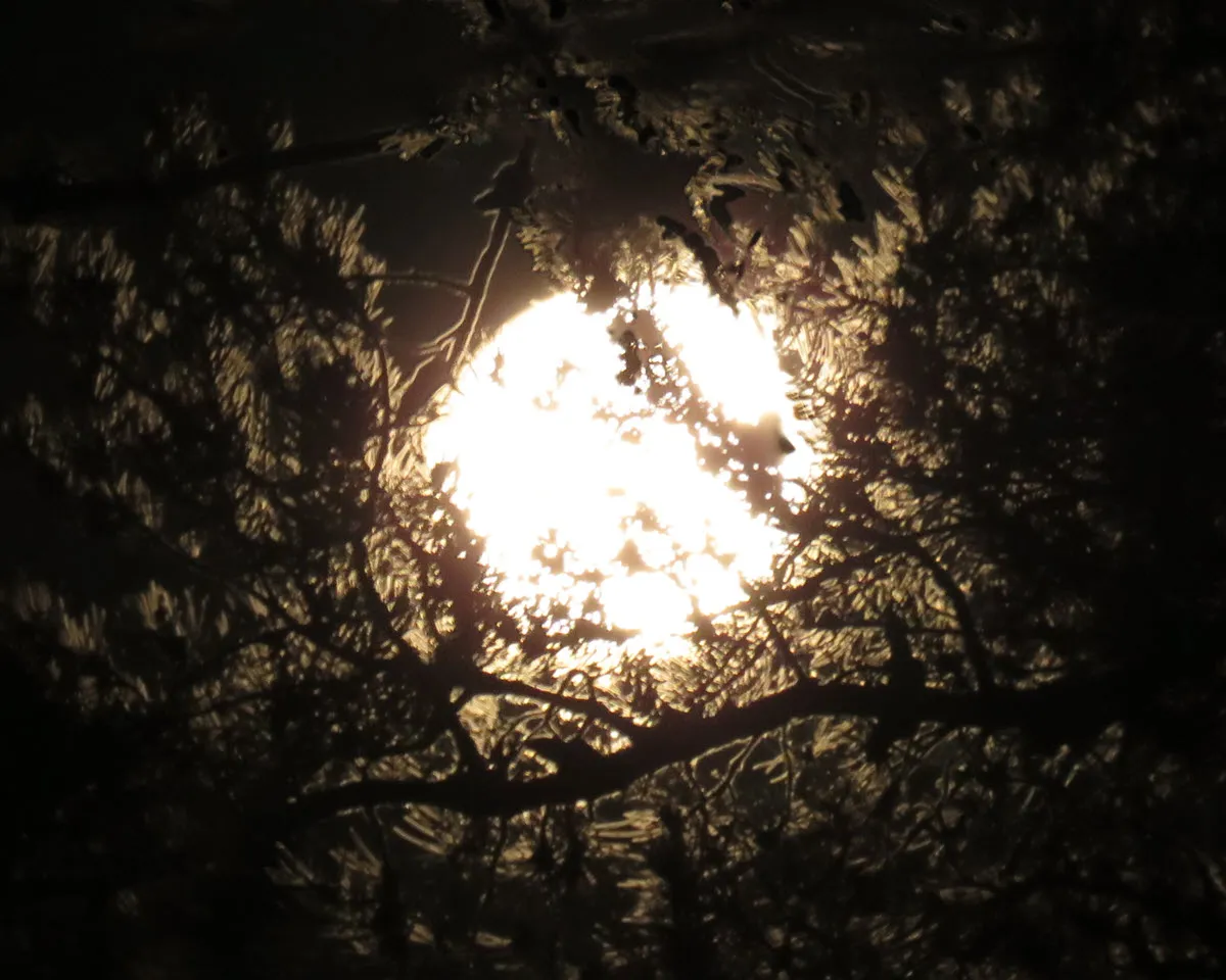 bright orange full moon cradled surrounded by pine branches.JPG