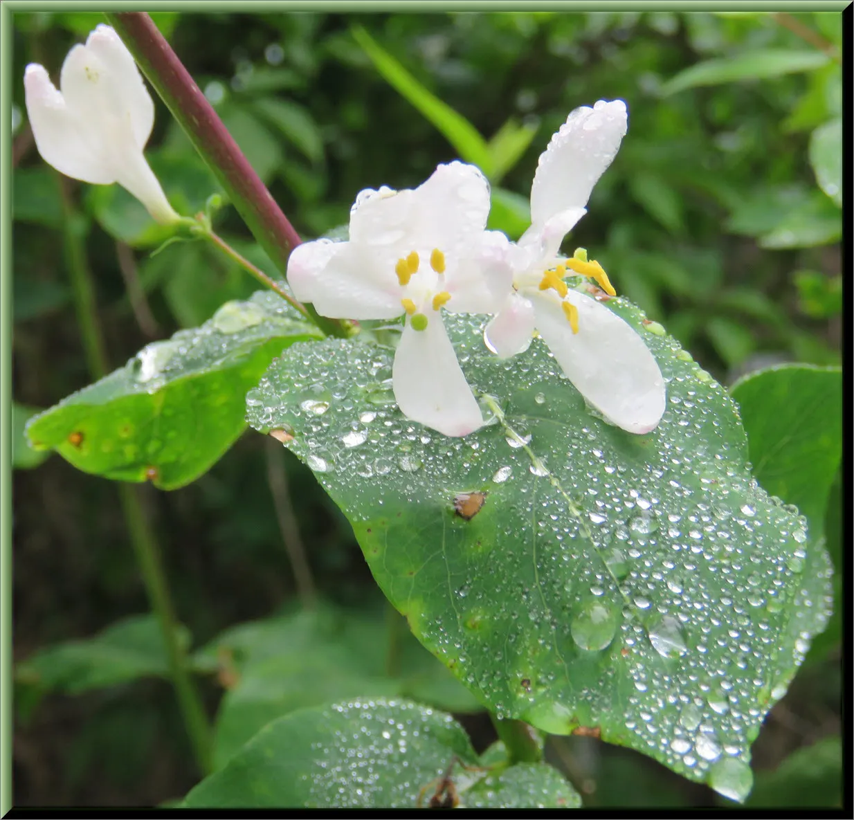 close up white honeysuckle bloom with rain drops on leaves.JPG