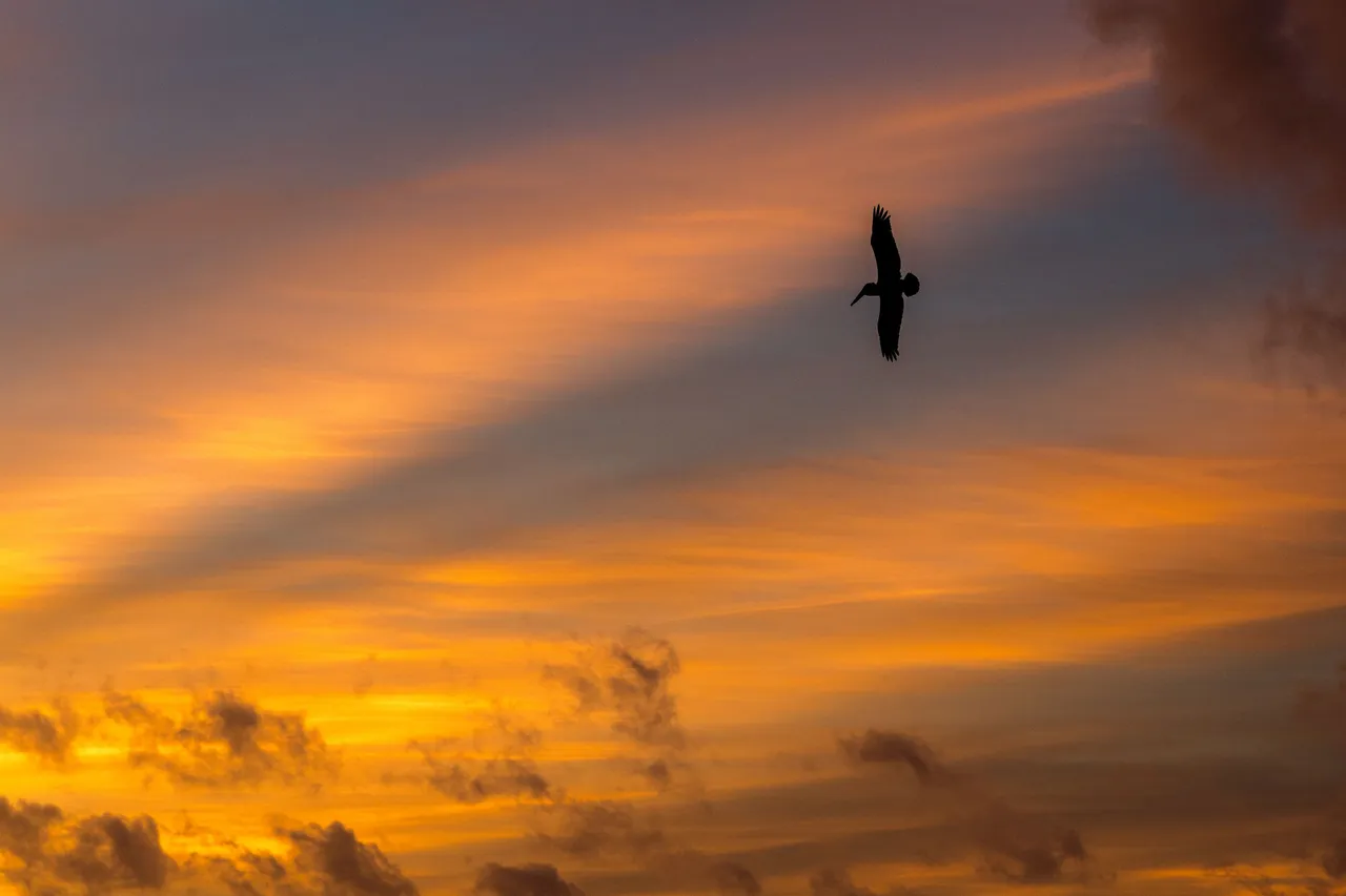 Morning Bird, Punta Cana II