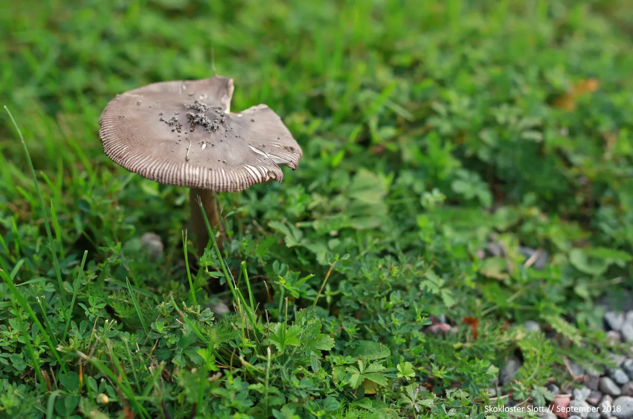 Mushroom Amanita at Skoklostes Slott in September 2018