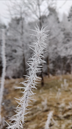 Captured by Shahzad Ansari through Oneplus 9 Pro and converted into GIF via Adobe Express