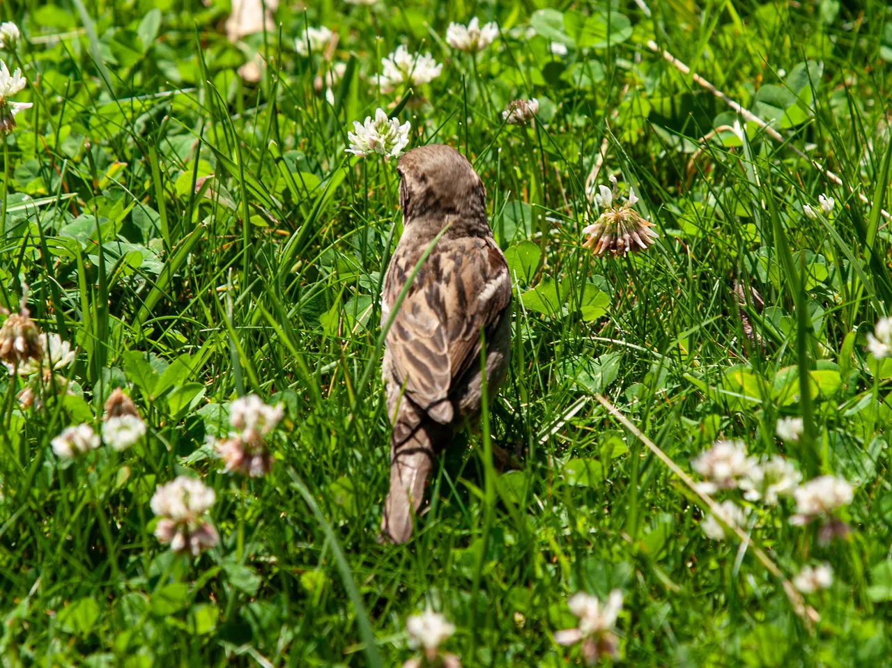P1013590 copy.jpg