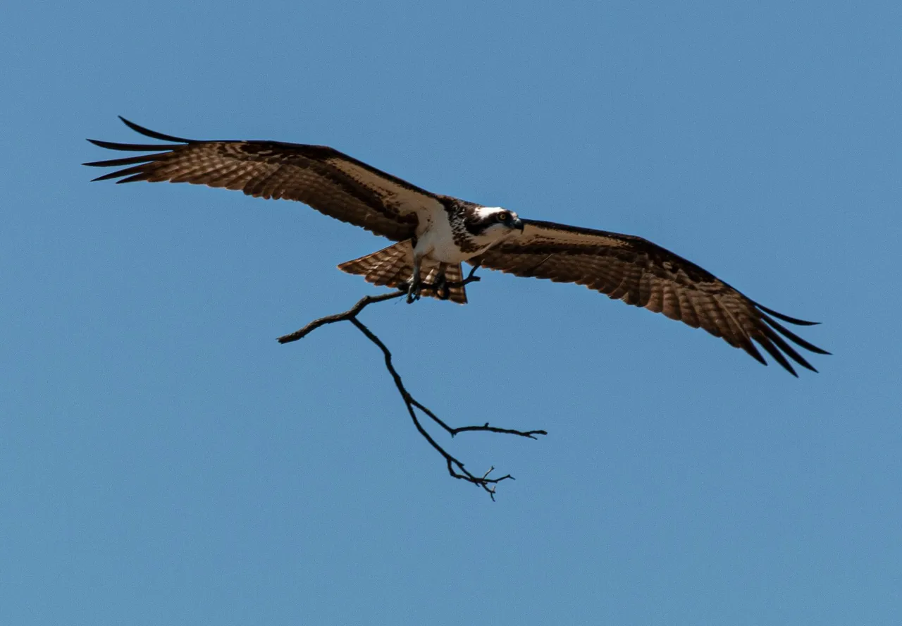 P1013328 copy.jpg