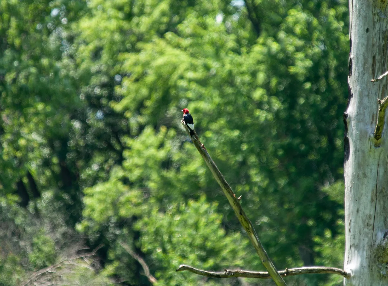P1011927 copy.jpg