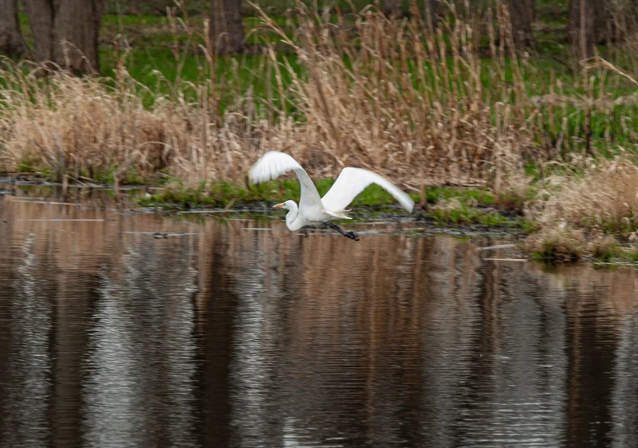 P1013197 copy.jpg