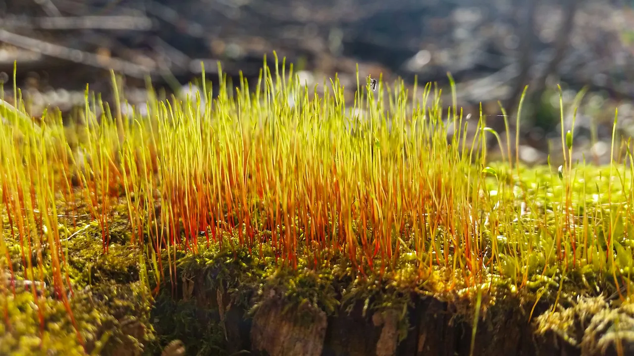 Moss.jpg