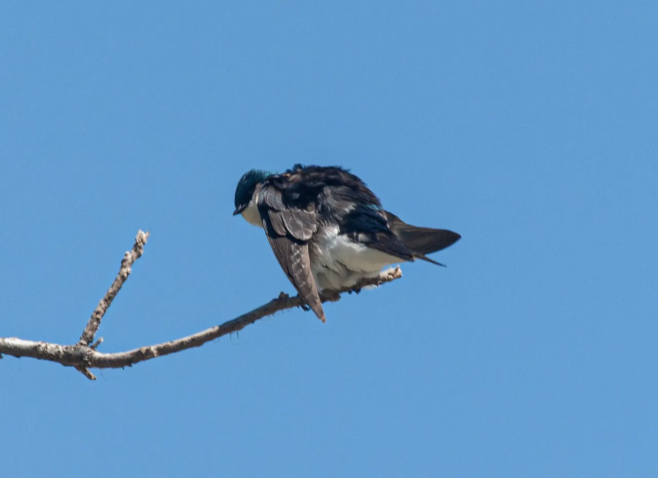 P1011327 copy.jpg