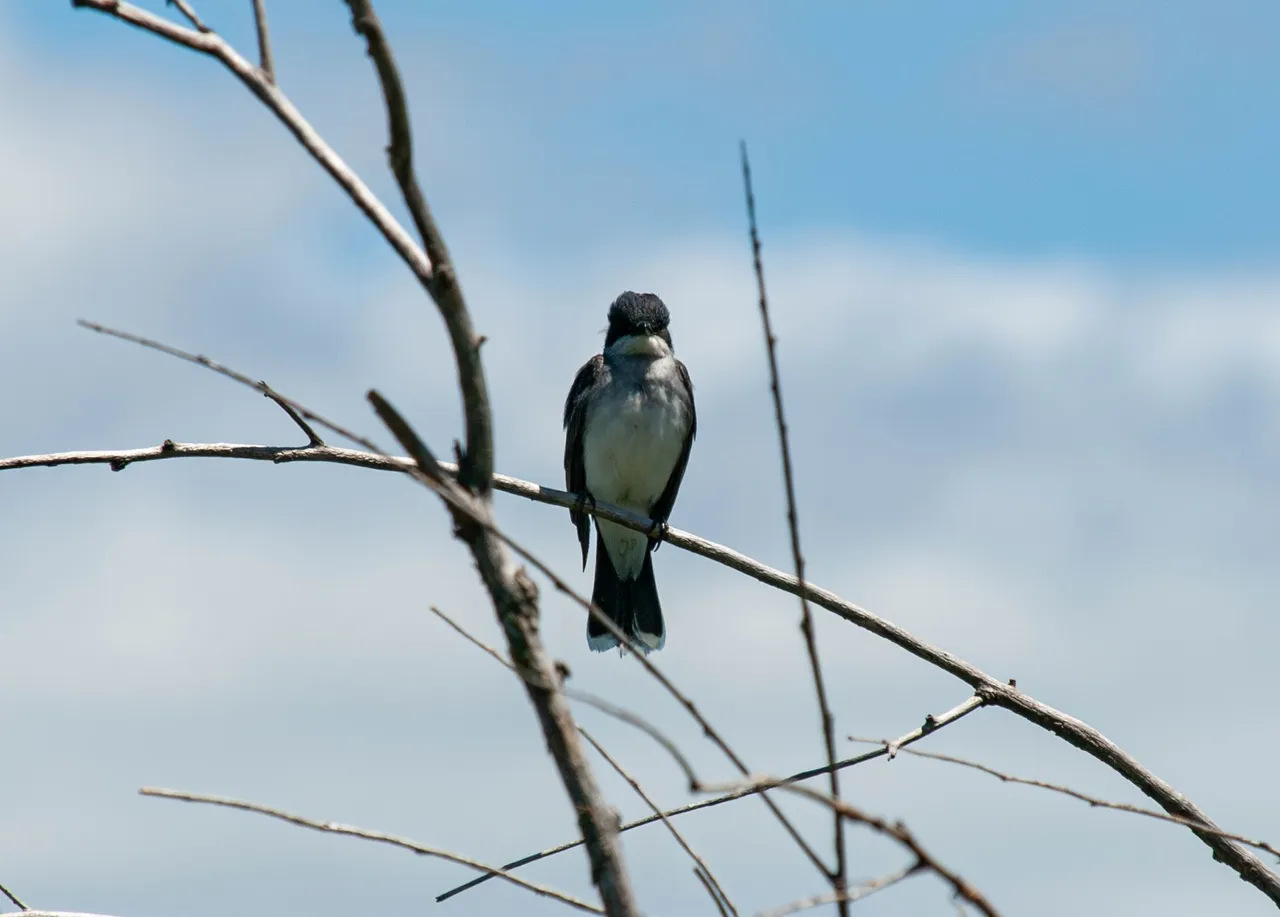 P1011931-Enhanced-NR copy.jpg