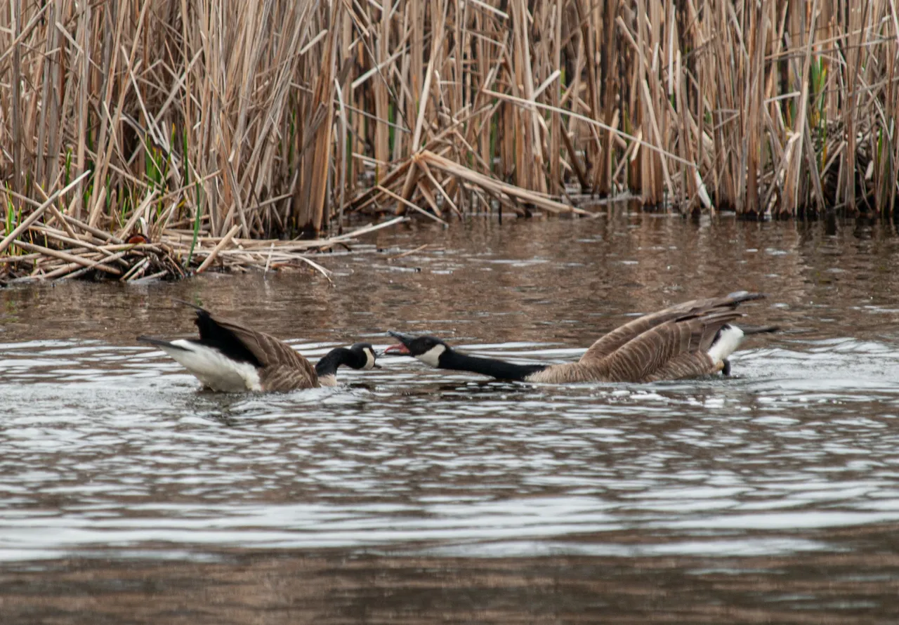 P1013190 copy.jpg