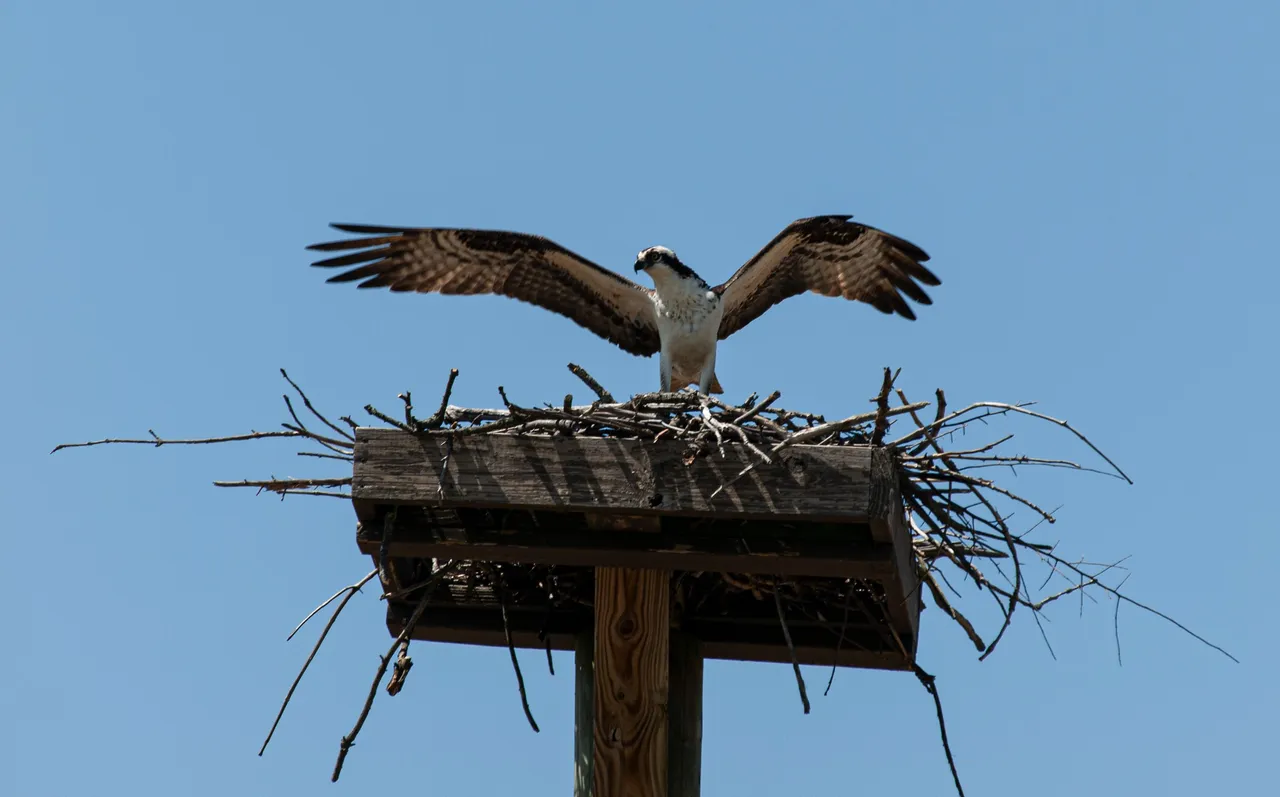 P1013320 copy.jpg