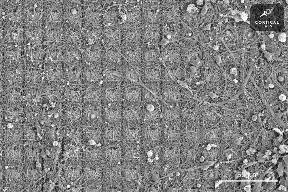 neuronenpong2g.jpg