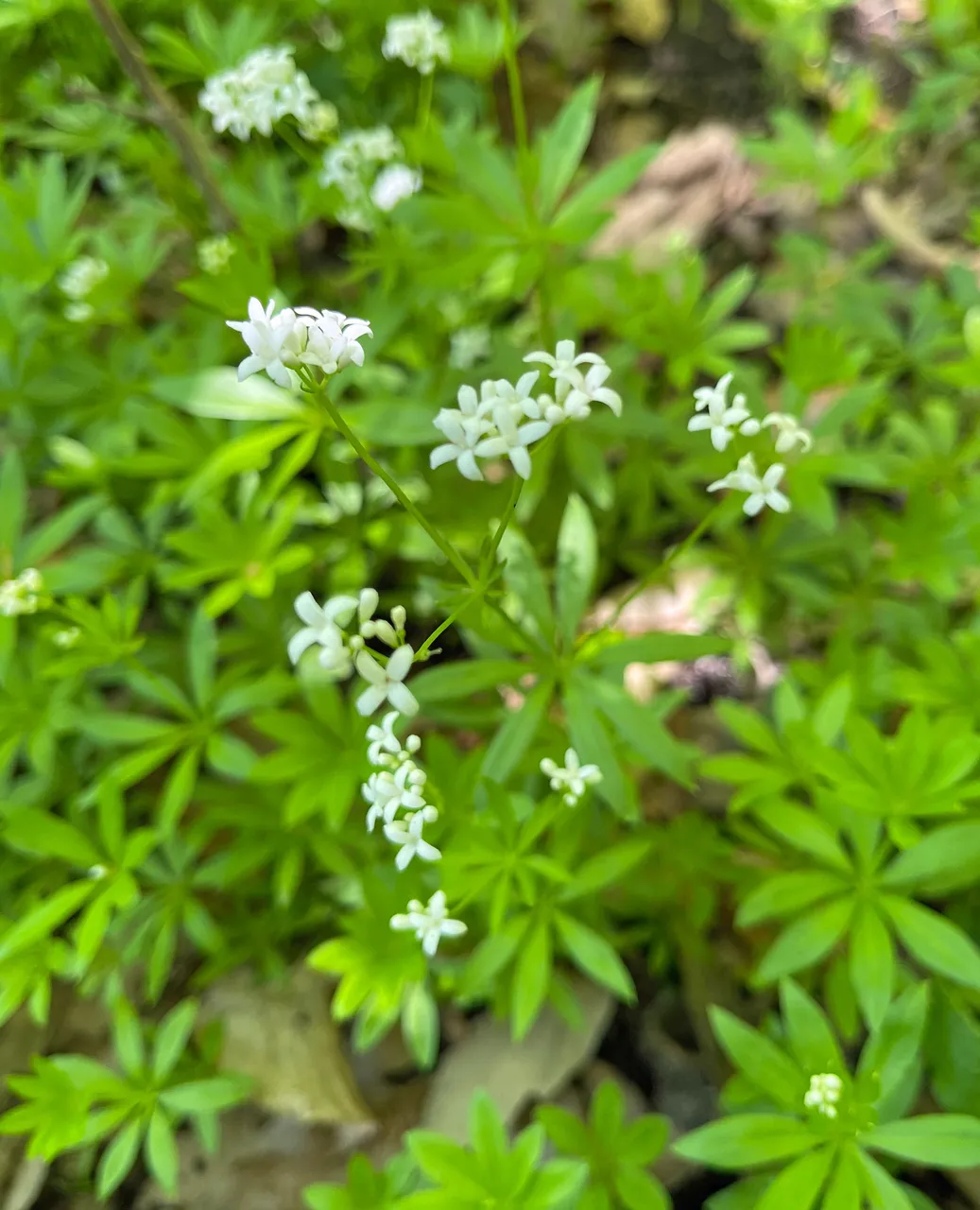Waldmeister.jpg