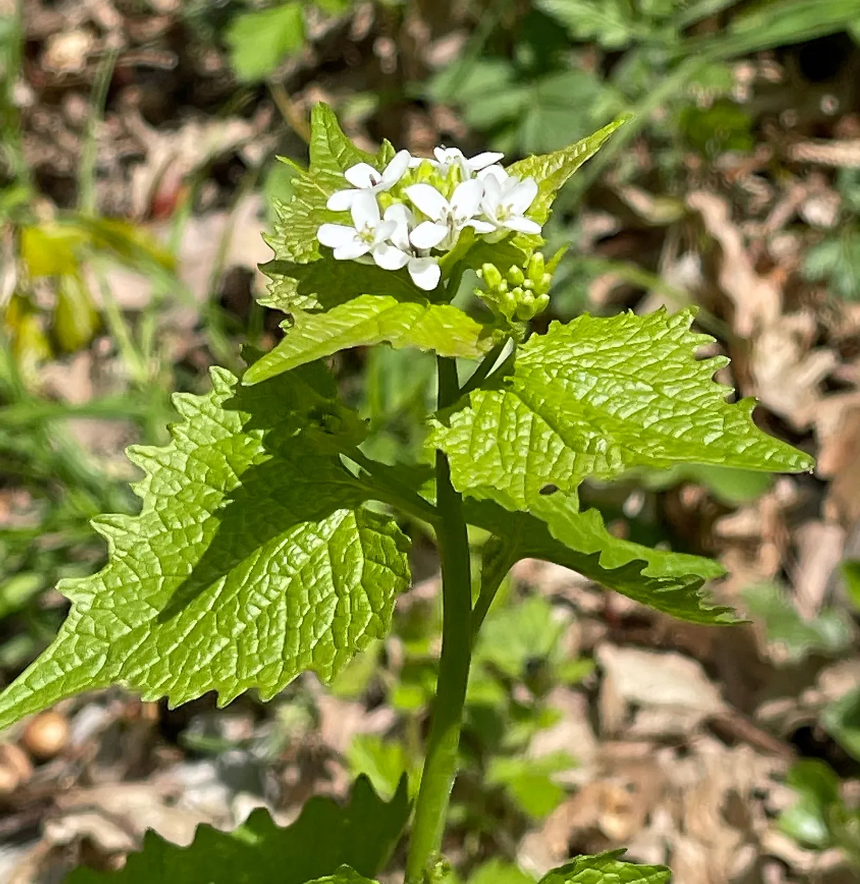 Koblauchsrauke.jpg