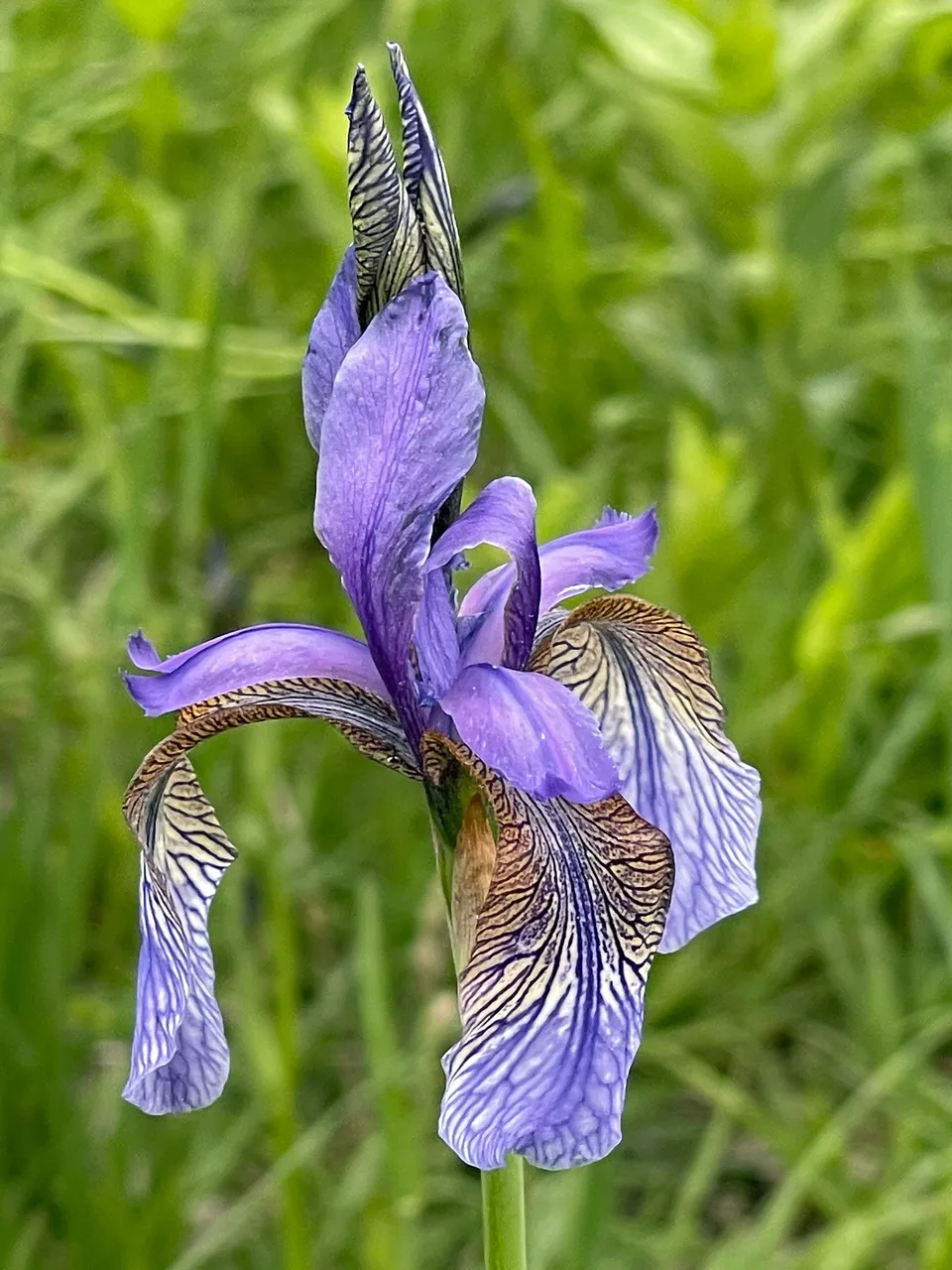 Iris versicolor.jpg