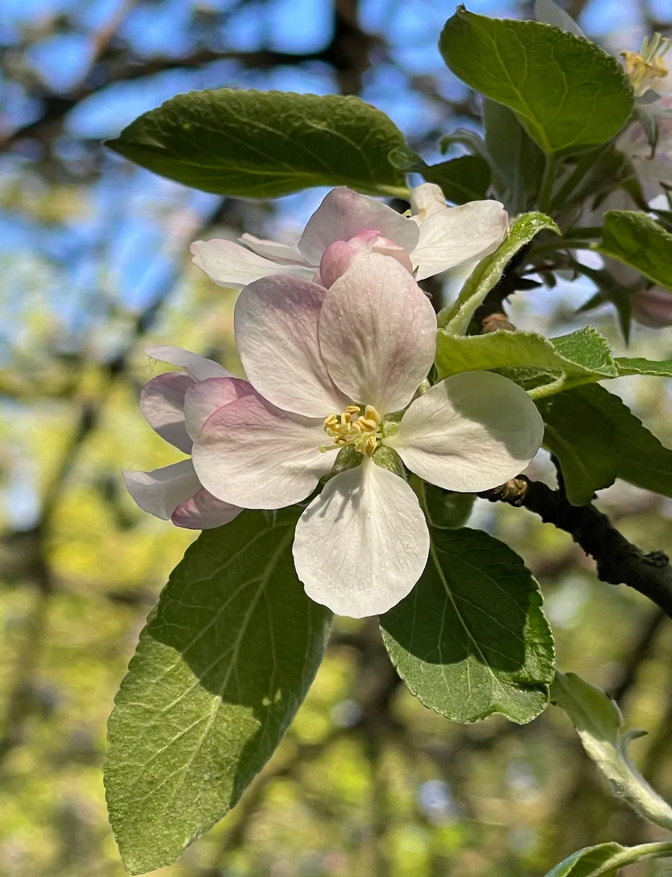 Apfel.jpg