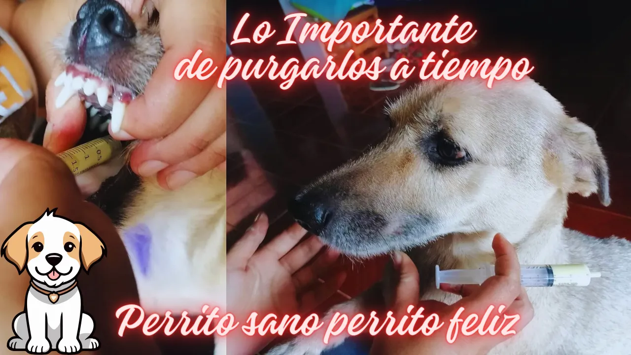 Lo Importante de purgarlos a tiempo.png