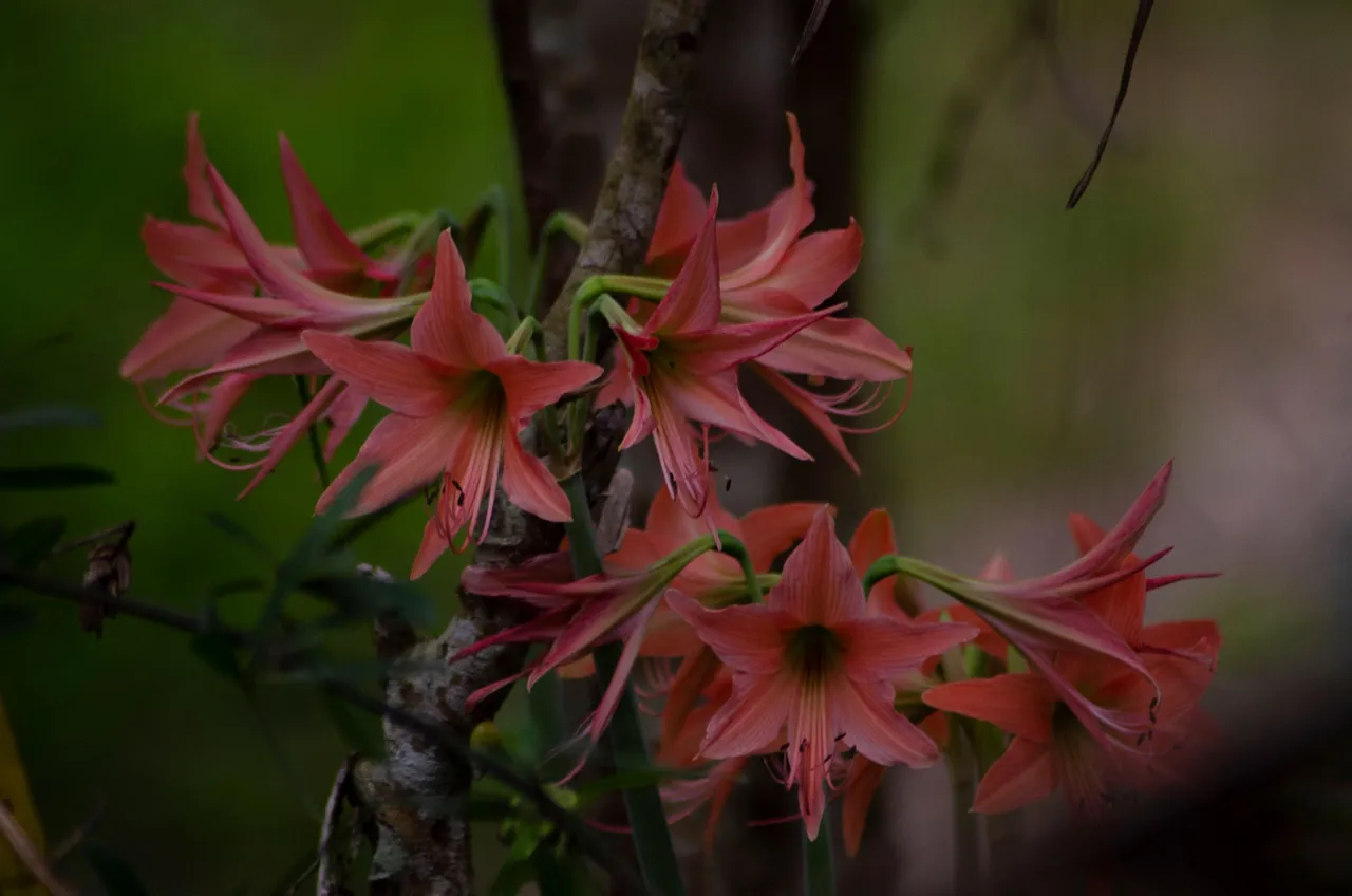 The gladiolus flower-Jamaluddin-Lodin LA 1.JPG