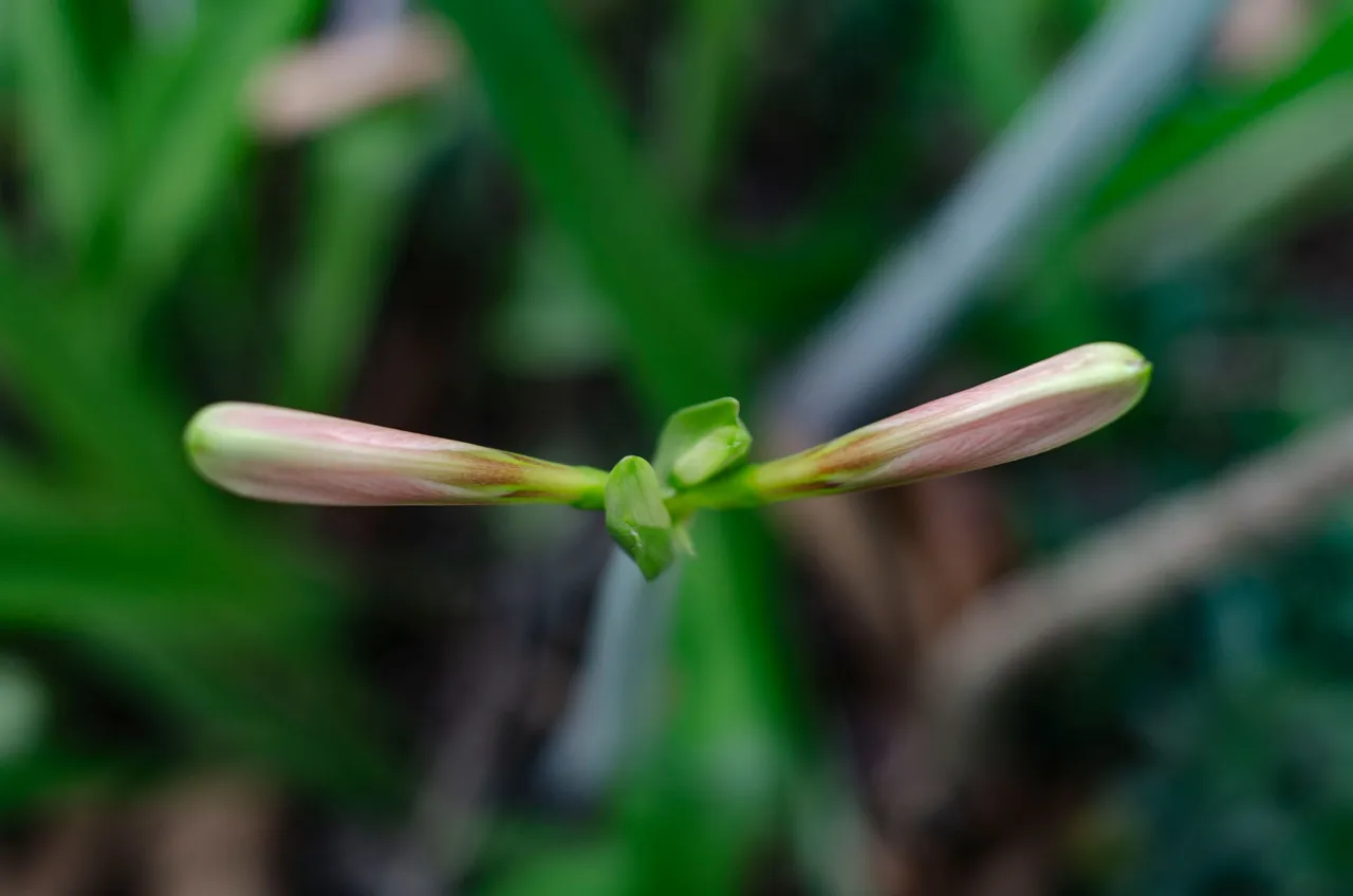 The gladiolus flower-Jamaluddin-Lodin LA 9.JPG