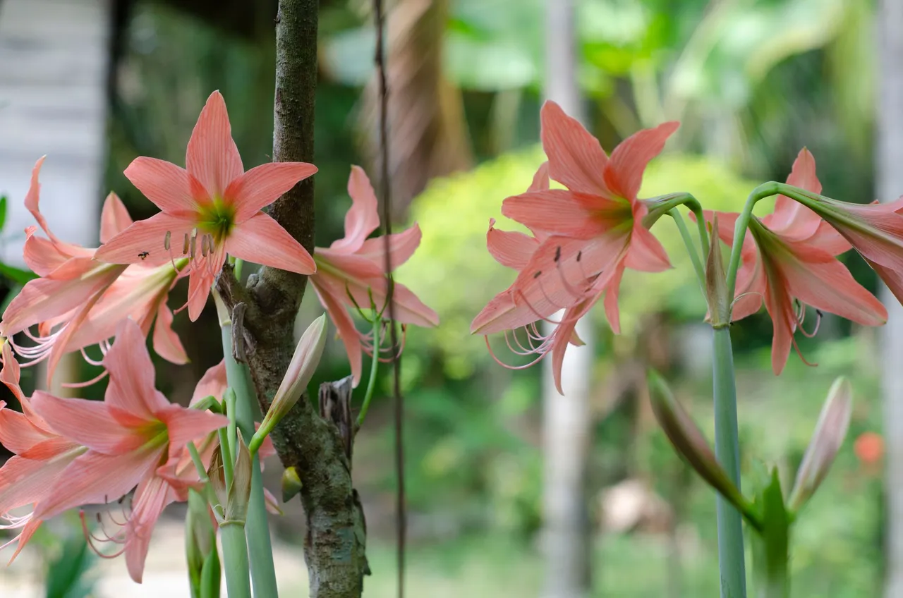 The gladiolus flower-Jamaluddin-Lodin LA 4.JPG