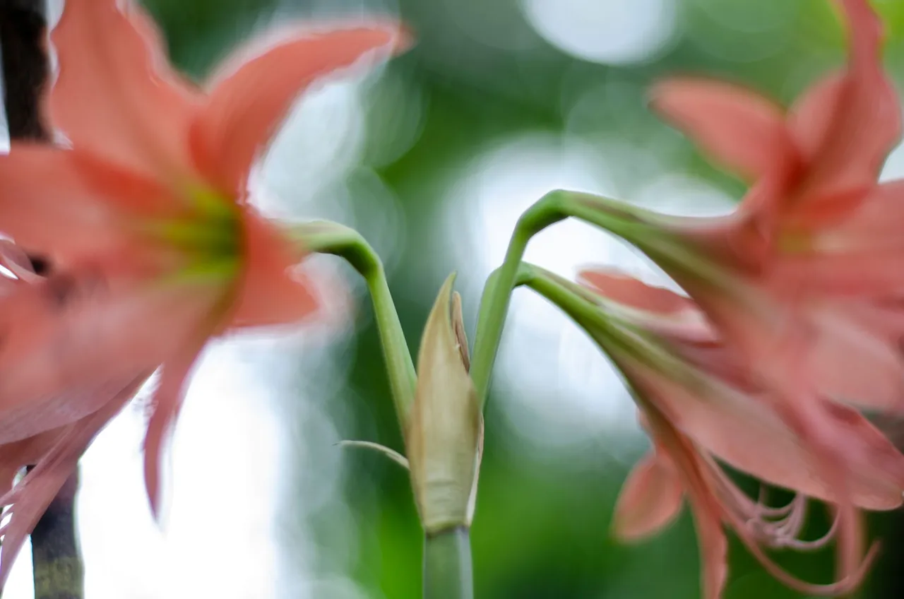 The gladiolus flower-Jamaluddin-Lodin LA 6.JPG