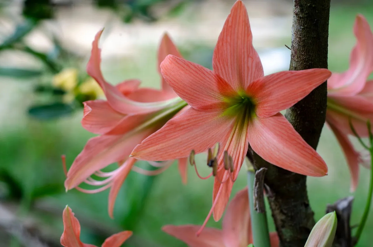 The gladiolus flower-Jamaluddin-Lodin LA 3.JPG