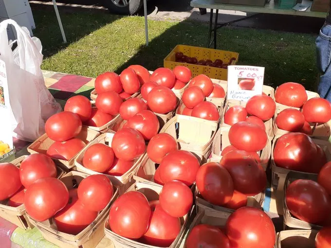 Looking forward to some fresh tomatoes with lunch.